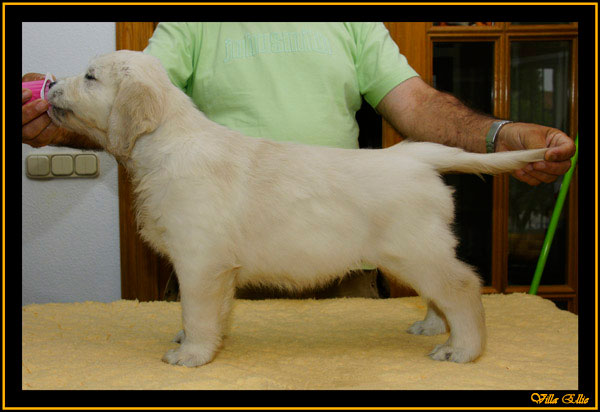 comprar golden retriever villa ellie